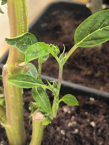 Growreport Bild 8