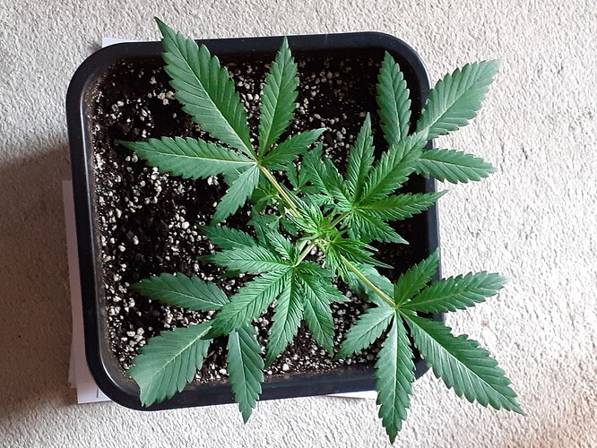 Growreport Bild 102