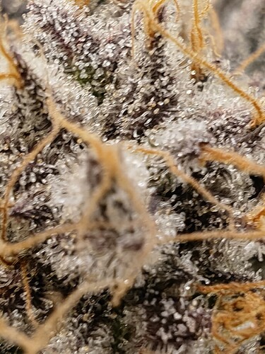 Growreport Bild 72