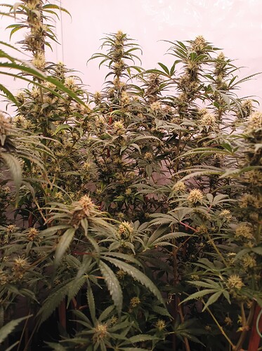 Growreport Bild 28