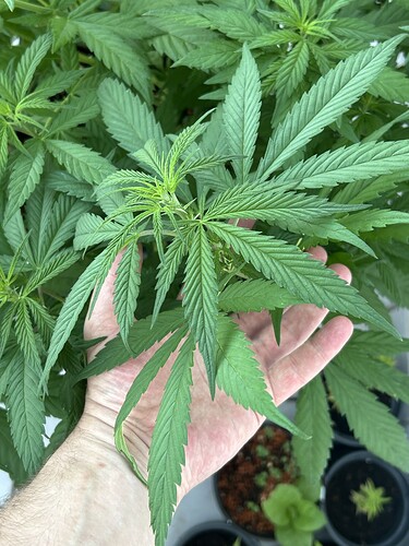 Growreport Bild 8