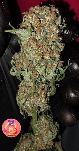 Growreport Bild 72