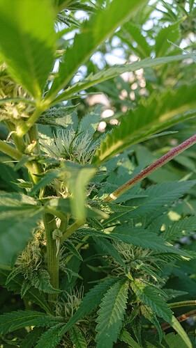 Growreport Bild 20