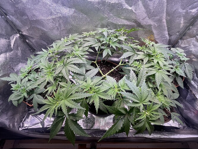Growreport Bild 8