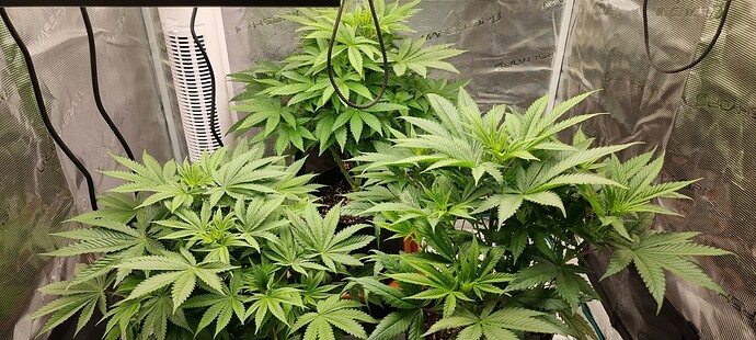Growreport Bild 1