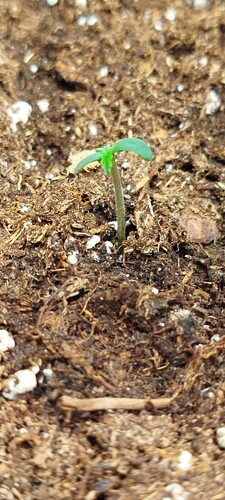 Ein junger Cannabis-Sämling mit zwei Keimblättern und den ersten gezackten Laubblättern, der aus der Erde wächst.