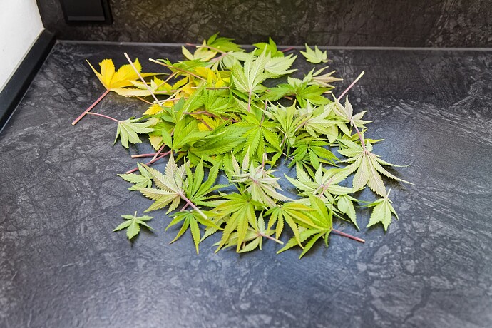Growreport Bild 19