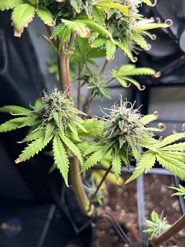 Growreport Bild 2
