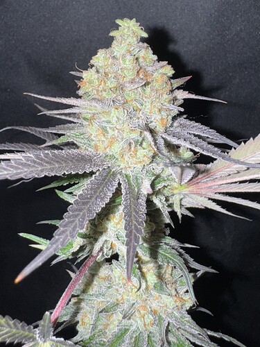 Growreport Bild 39