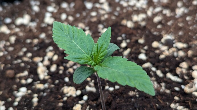 PXL_20240704_083344357.MP