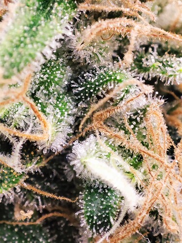 Growreport Bild 8