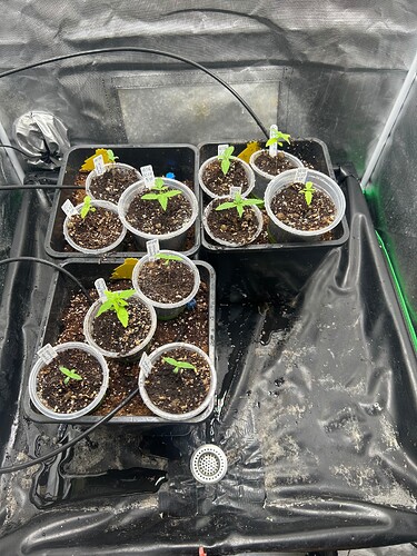 Growreport Bild 50