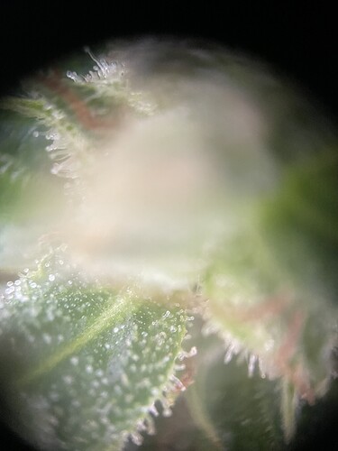 Growreport Bild 5