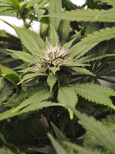 Growreport Bild 53