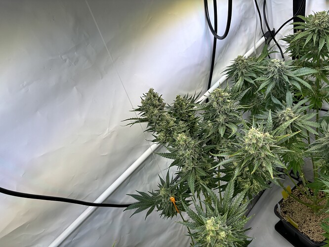 Growreport Bild 41