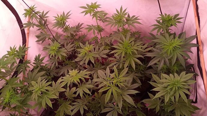 Growreport Bild 4