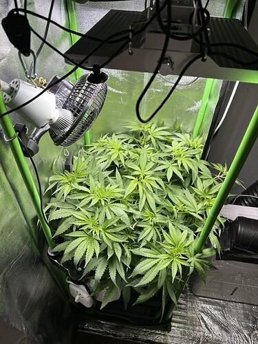 Growreport Bild 55