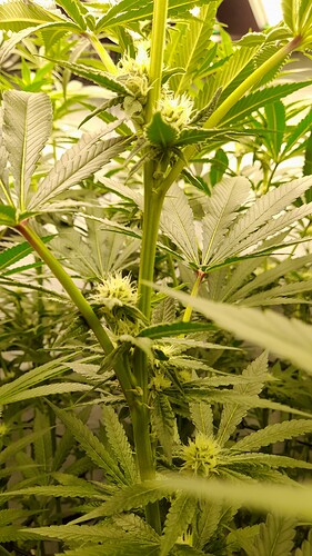 Growreport Bild 8
