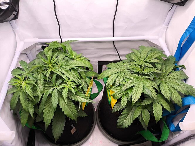 Growreport Bild 1
