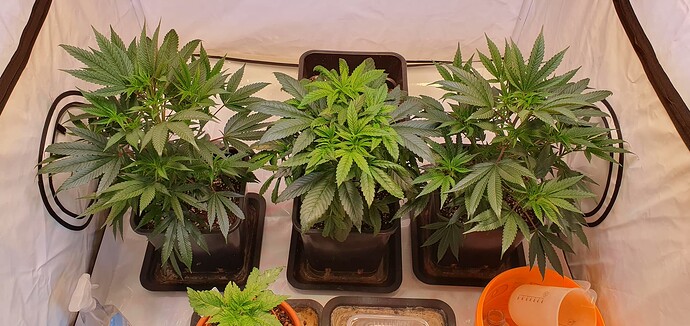 Growreport Bild 2