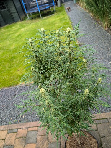 Growreport Bild 5