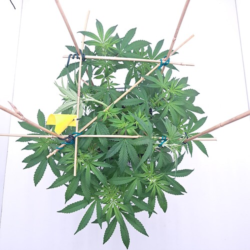 Growreport Bild 15