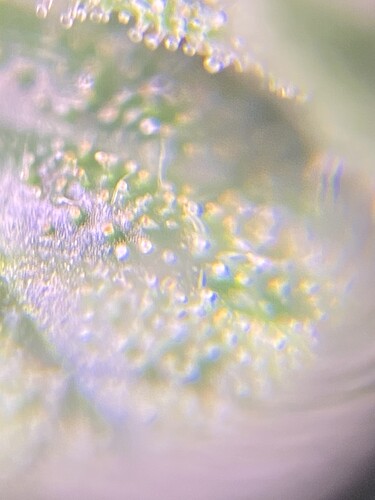 Growreport Bild 8