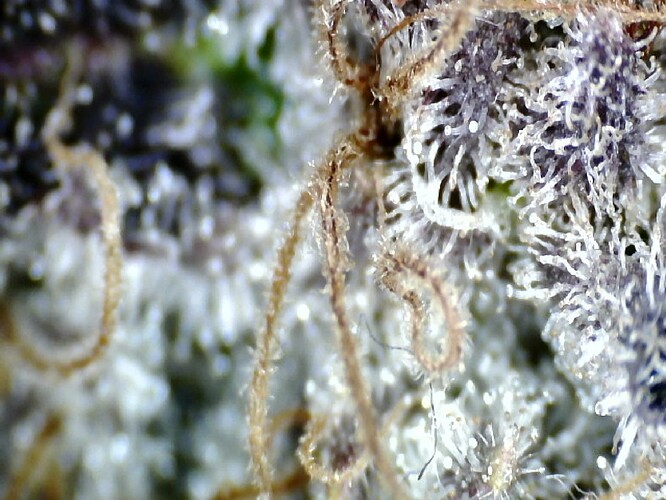 Growreport Bild 54