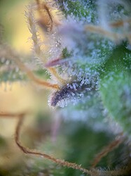 Growreport Bild 6