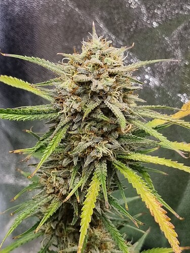 Growreport Bild 9