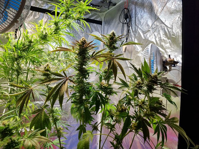 Mehrere Cannabis-Pflanzen in der Blütephase in einem Growzelt, beleuchtet von einer Lampe und belüftet von zwei Ventilatoren.
