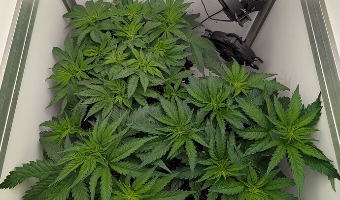 PXL_20250417_080342697.NIGHT