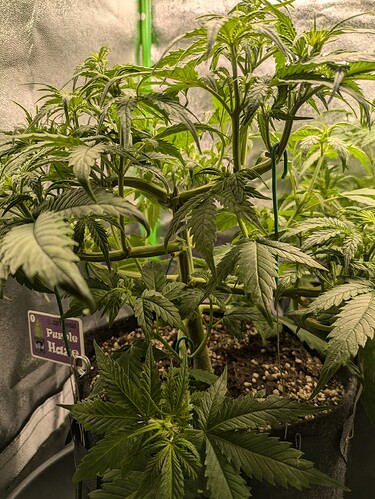 Growreport Bild 29