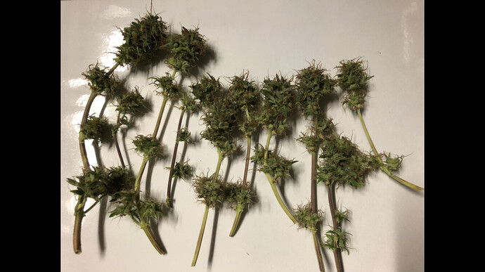 Growreport Bild 2