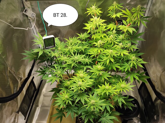 Growreport Bild 4
