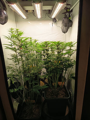 Growreport Bild 2