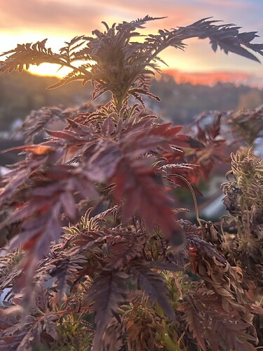 Threema_2026-03-28_10-27-29