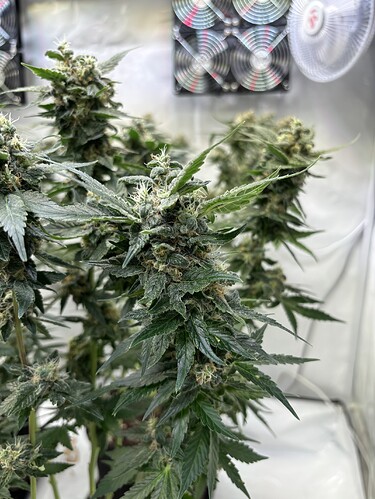 Growreport Bild 28