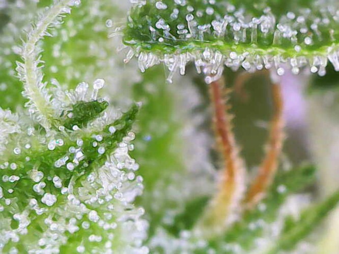 Growreport Bild 26