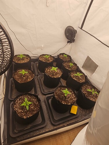Growreport Bild 1