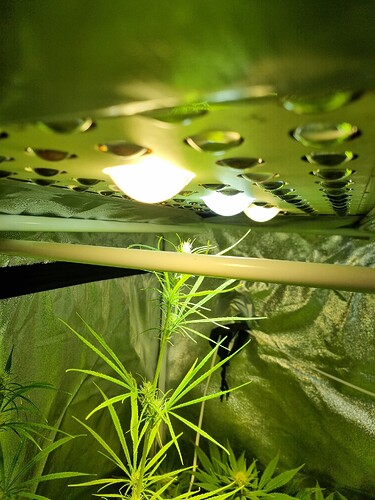 Eine junge Cannabispflanze in der Wachstumsphase unter einer LED-Lampe in einem Growzelt.
