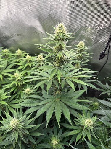 Growreport Bild 17