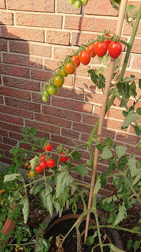 Growreport Bild 8