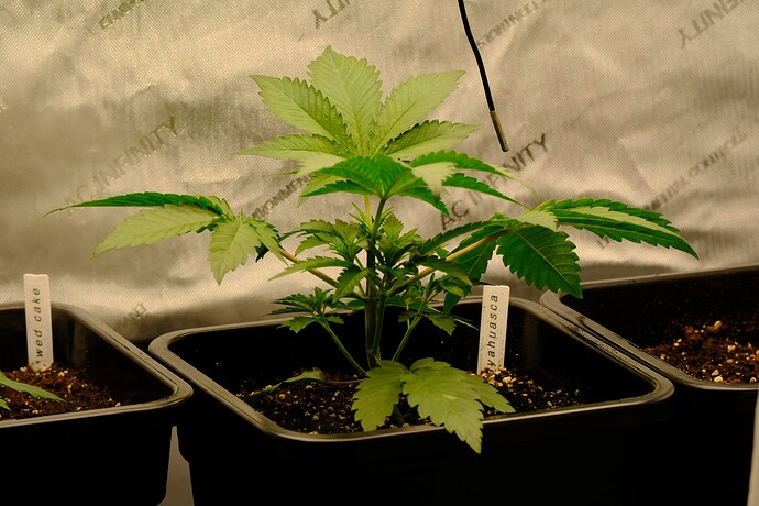 Growreport Bild 7
