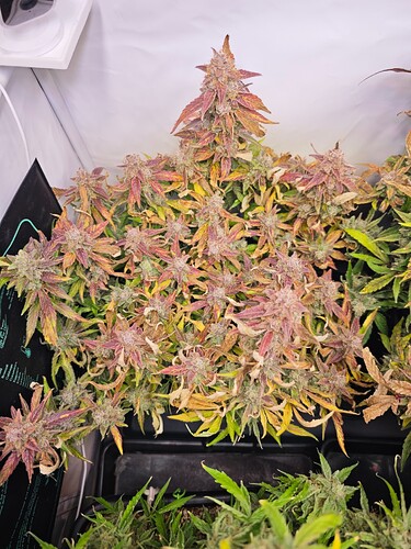 MVIMG_20251204_172140