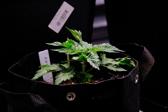 Growreport Bild 9