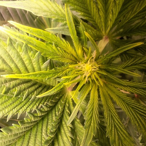 Nahaufnahme der Spitze einer jungen Cannabispflanze mit hellgrünen Blättern, die sich nach oben krümmen.