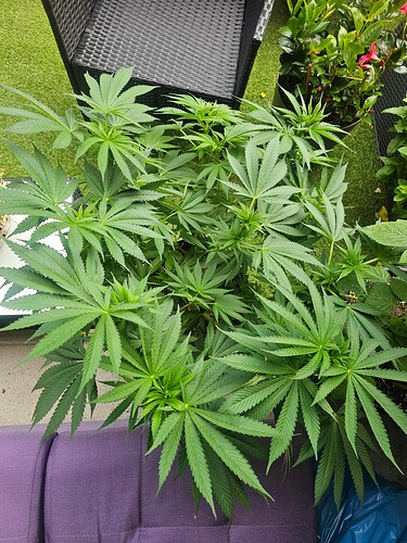 Growreport Bild 25
