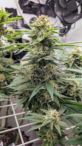Growreport Bild 15