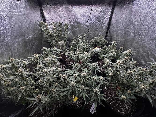 Growreport Bild 2